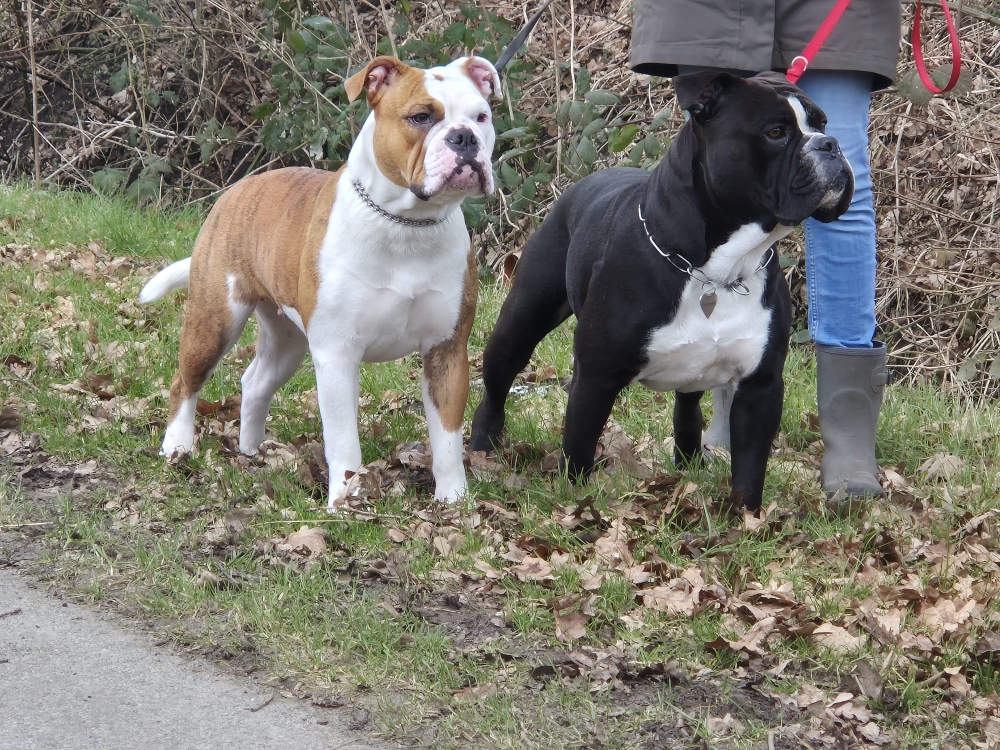 Mit Brudi Dexter