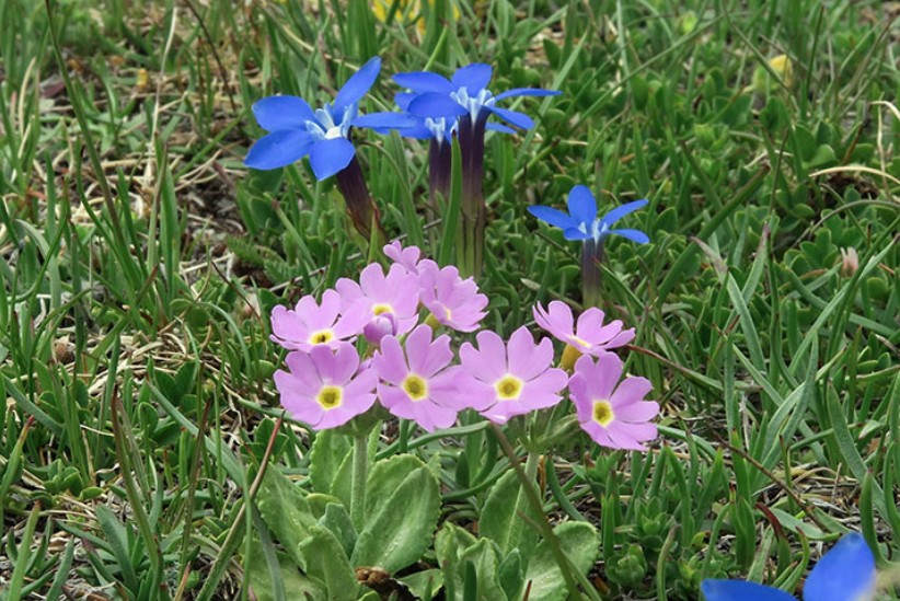 2015-06-15 - Goldprimel-Wanderung
