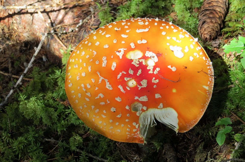 2014-08-10 - Bietschhornhütte