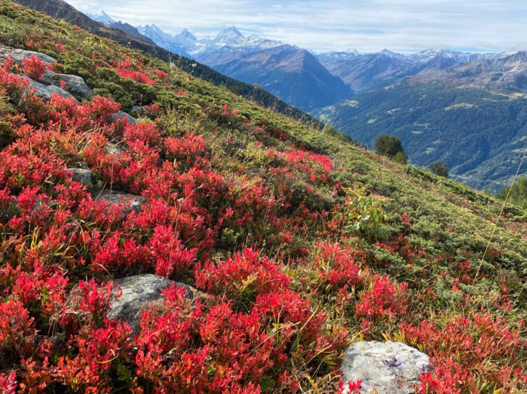 2024-09-27 - Illhorn