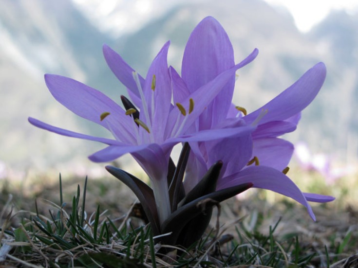 2010-04-07 - Lichtblumen-Wanderung
