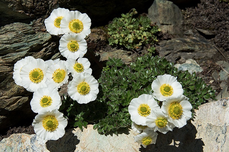 2016-08-07 - Lichenbretter-Gandegg