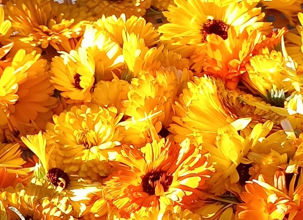 Calendula officinalis L. - Ringelblumensalbe