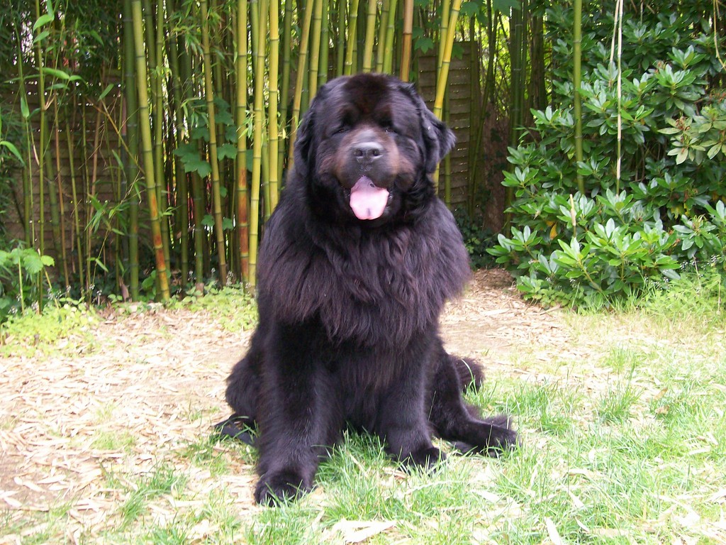 Ou Promener Son Chien A Brest voici les jardins a brest ou ont peut se promener avec son chien sans