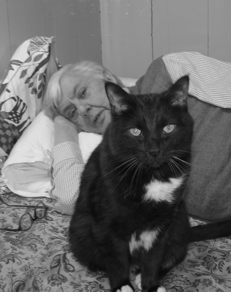 blafmiauw kopjes kattenoppas cat sitters amsterdam