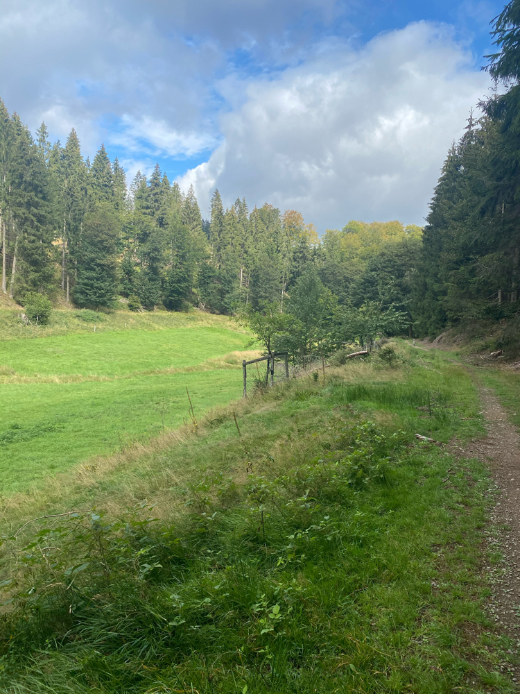 Bergab ins Ilsetal
