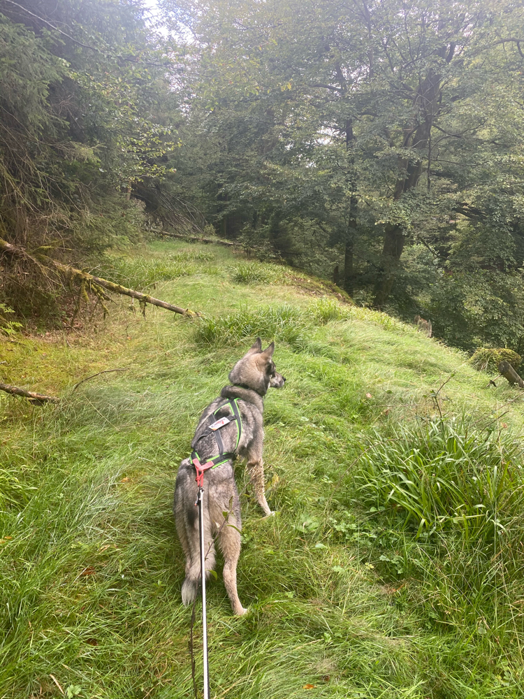 Die Suche nach dem Weg
