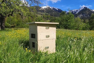 Berufsmaturität 2022: Das Leben der Bienen und der Waisenvögte als Projektarbeit