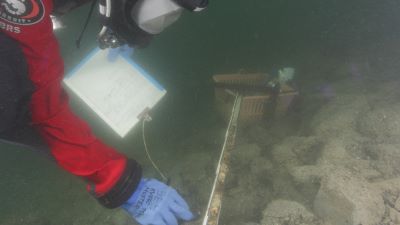 Taucharbeit unter Wasser. Ein Taucher der Unterwasserarchäologie dokumentiert einen Bohrkern. (Bild: Unterwasserarchäologie der Stadt Zürich) 