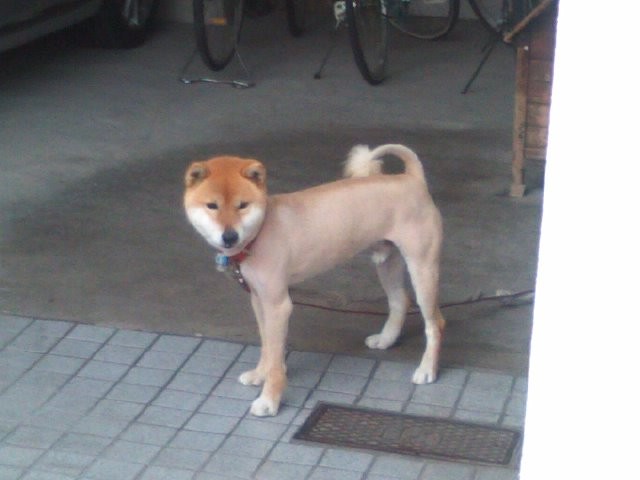 柴犬のライオンカット 広島市のペットシッター ソワン