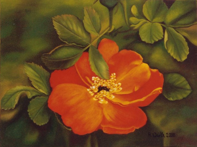 2000 Wildrose-moyesii   40 x 30 cm