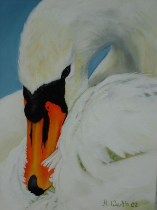 Schwan  2002   Öl  24 x 30 cm