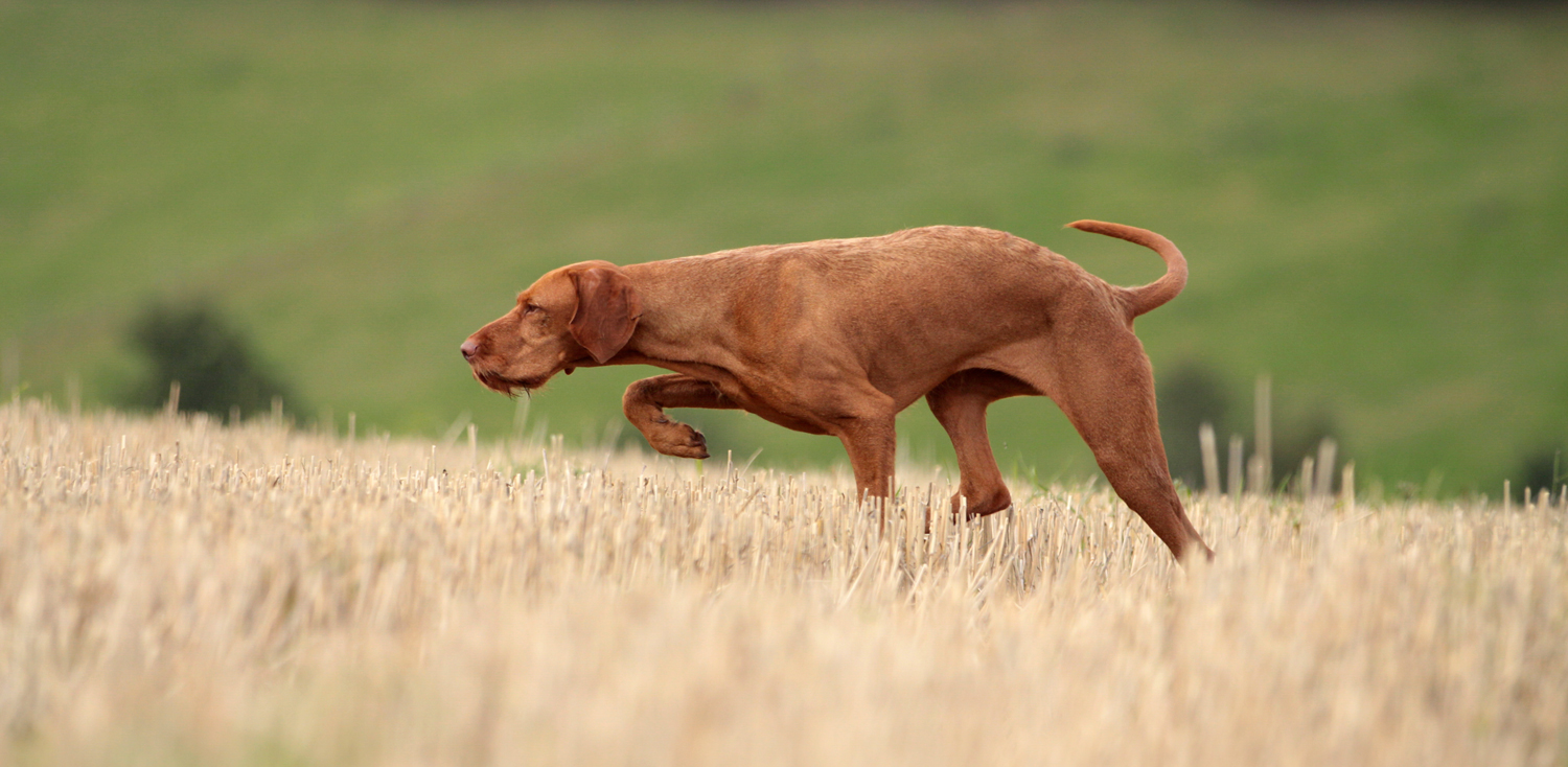 Die Ausbildungsplattform F r Hund Und Mensch Online jagdhundeschules die-ausbildungsplattform-f-r-hund-und-mensch-online-jagdhundeschules