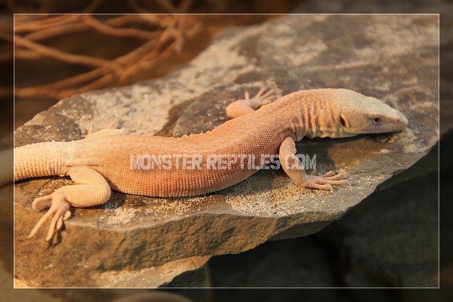 Varanus kingorum Welt der Warane Haltung, Pflege & Zucht