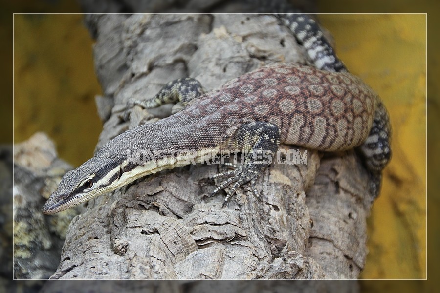 Varanus glauerti (Glauert’s Felsenwaran) Welt der Warane Haltung