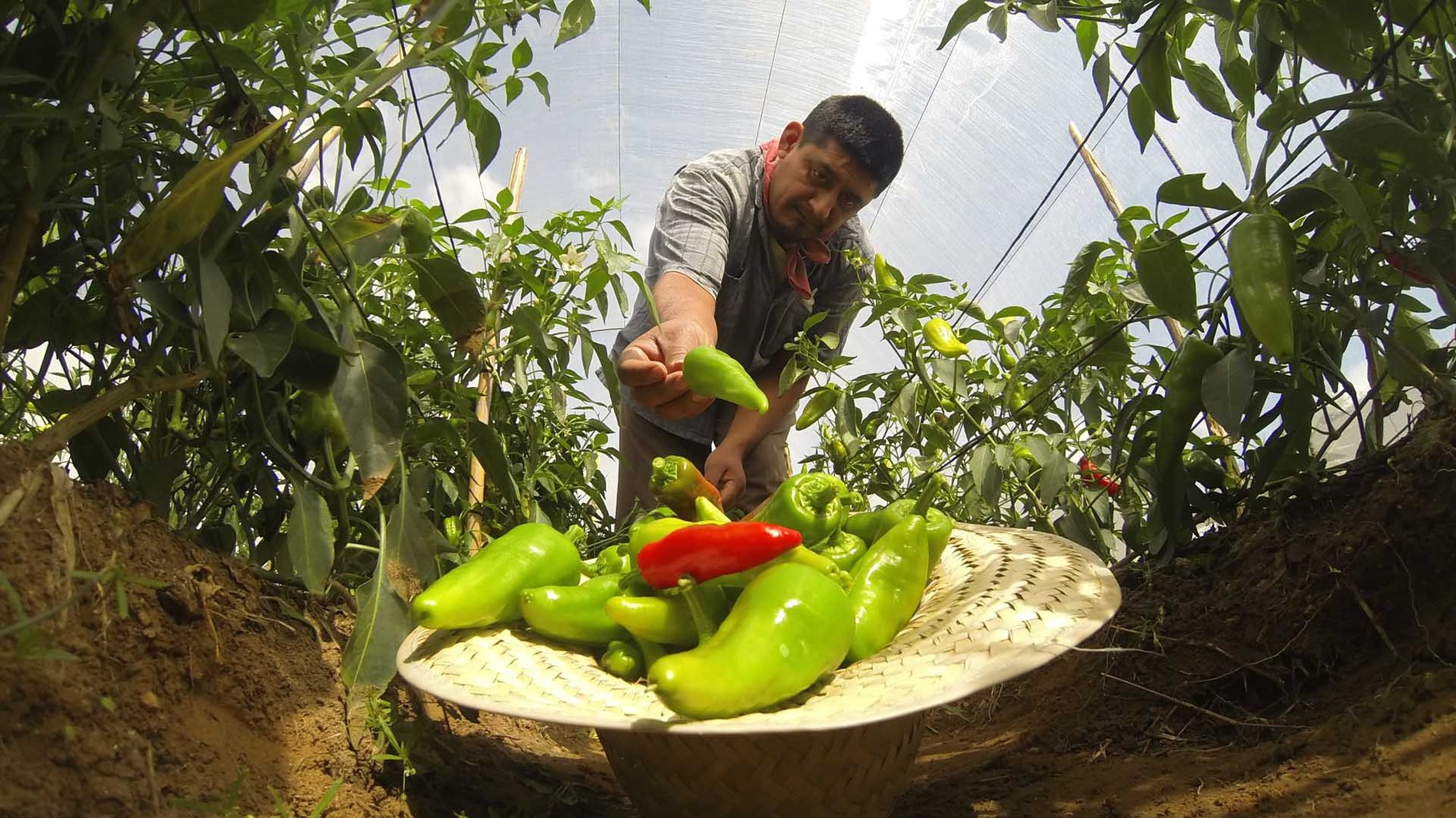 Salsa Macha de chiles chipotles - Macuilis: Mermeladas, Salsas & Conservas Artesanales- Gourmet