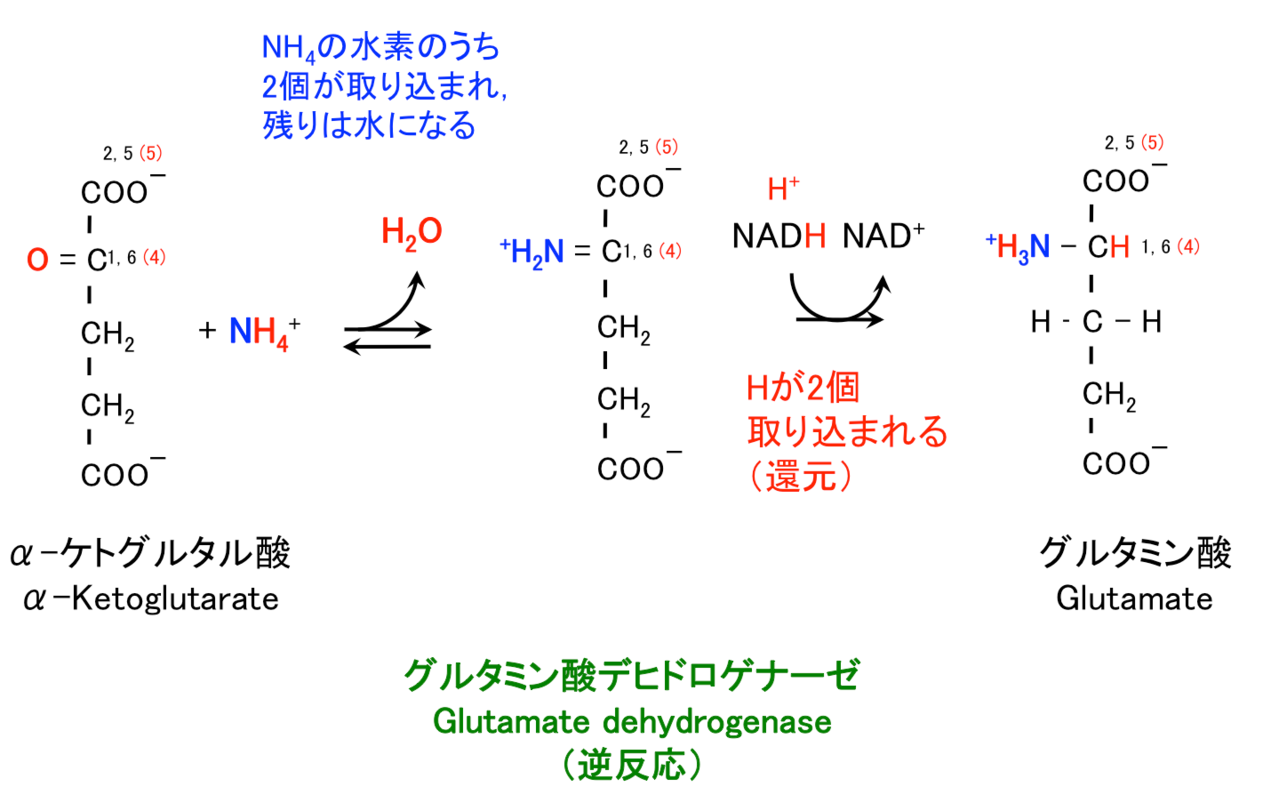グルタミン酸, Glutamate, Gln, EReferences