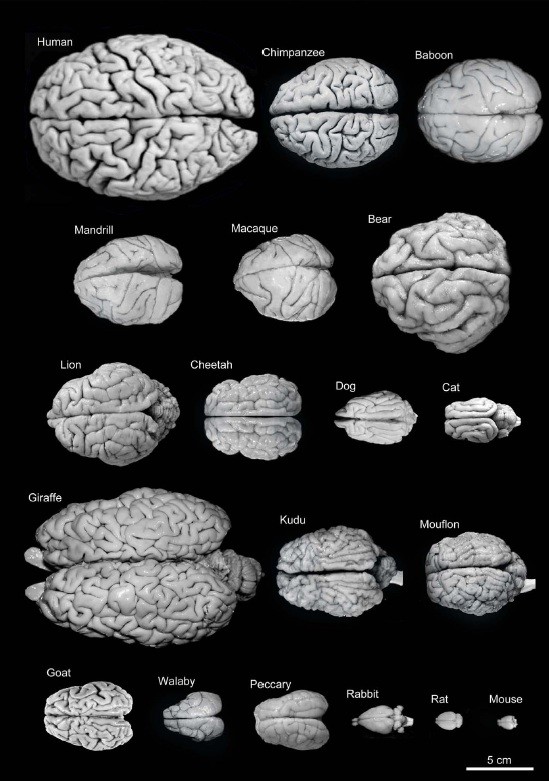 脳の大きさの種間比較
