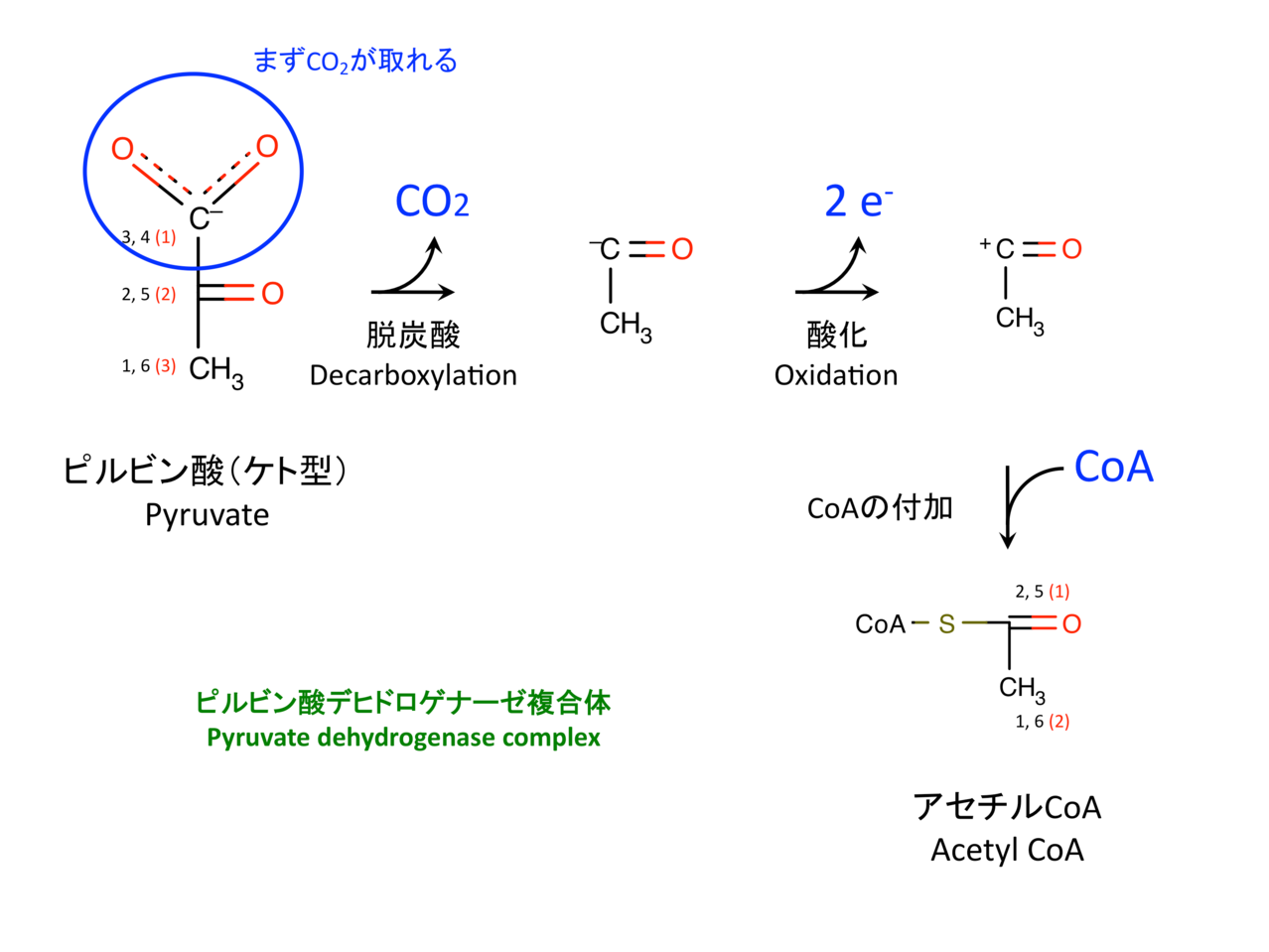 tcaサイクル the citric acid cycle ultrabem トップページ