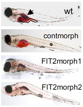 ゼブラフィッシュFIT2ノックダウン