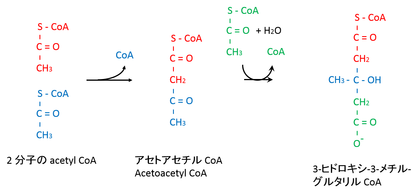 ケトン体 Ketone bodyReferences