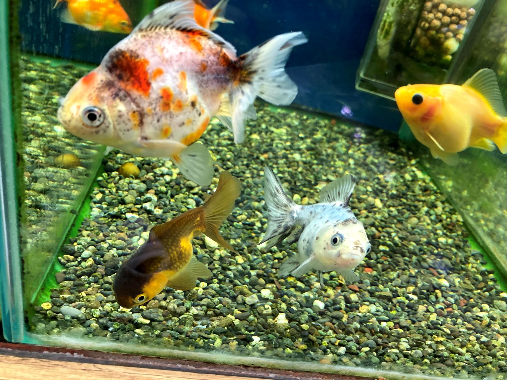 薩摩金魚ミックスｌ 山口県宇部市 岐波駅そば アクアハウストロピクス