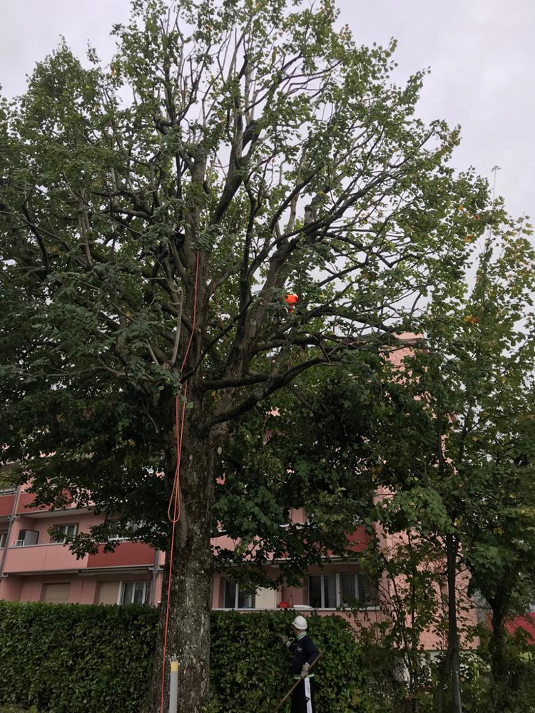 2017 Baumpflege in Biel