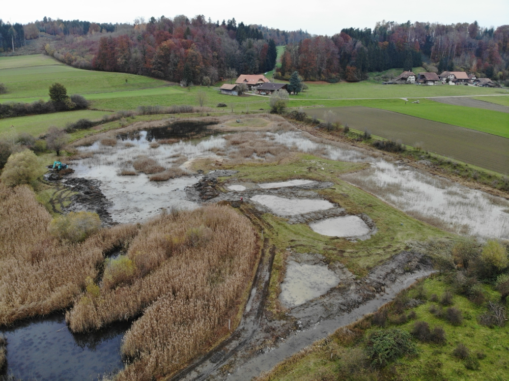 2019 Teich Sanierungen im Auried Naturschutzgebiet