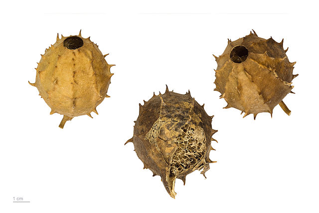 Luffa operculata (purgans)