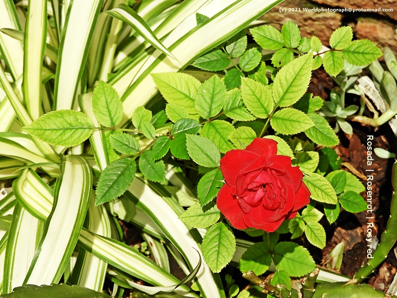 Rosada, Rosenrot, Rosy red