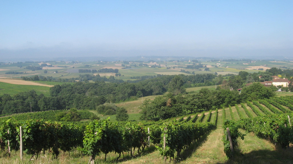 la vigne