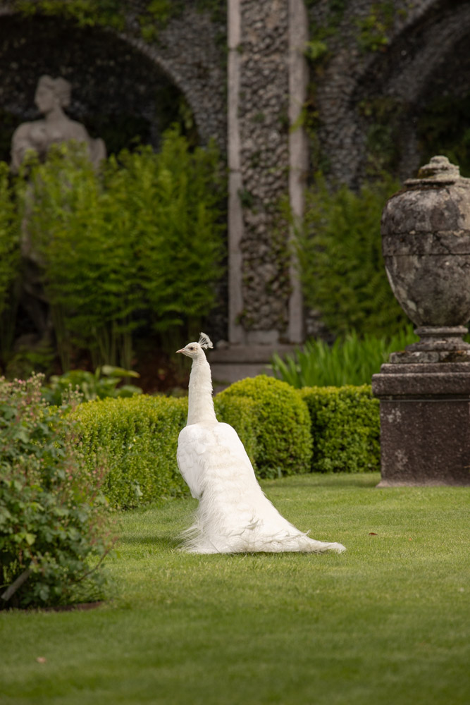 © Sibylle Pietrek 2019_Isola-Bella_Lago-Maggiore_Italien_Pfau-190512_412