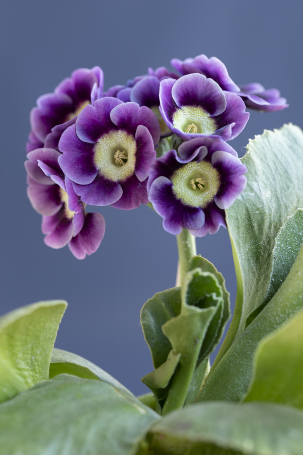 Primula auricula 'Blue Jay' @sibyllepietrek_photographin