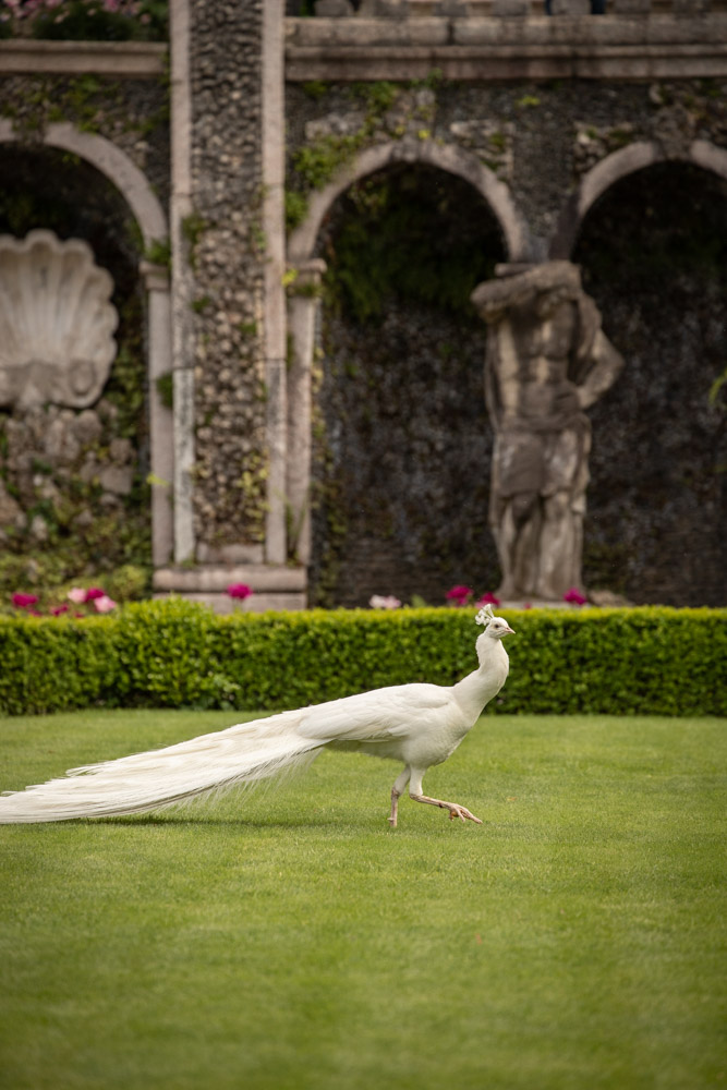 © Sibylle Pietrek 2019_Isola-Bella_Lago-Maggiore_Italien_Pfau-190512_408