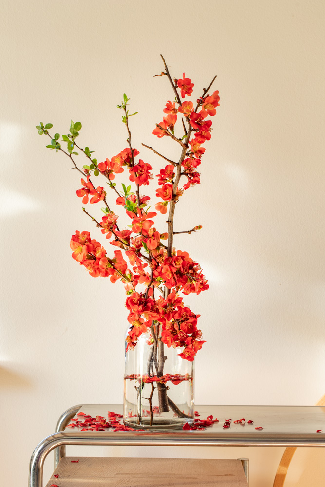 ©sibyllepietrek_photographin-Chaenomeles