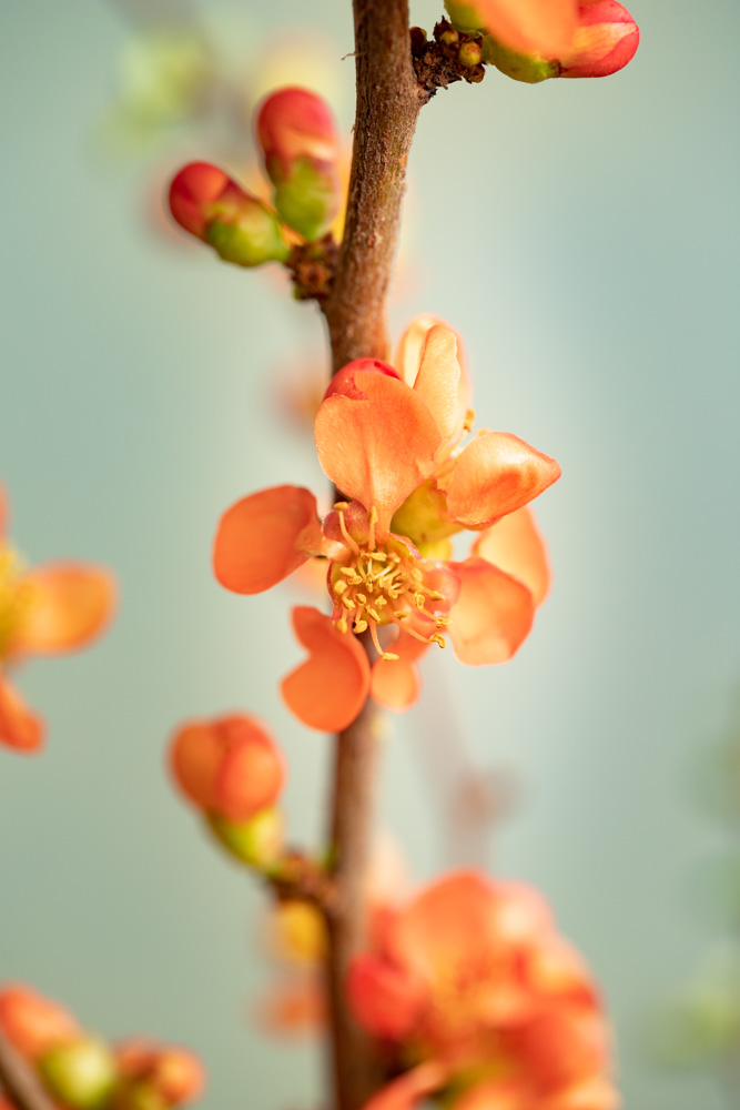 ©sibyllepietrek_photographin-Chaenomeles