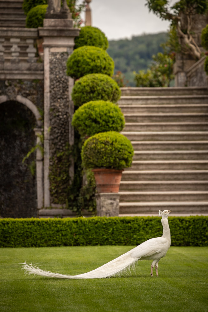© Sibylle Pietrek 2019_Isola-Bella_Lago-Maggiore_Italien_Pfau-190512_412