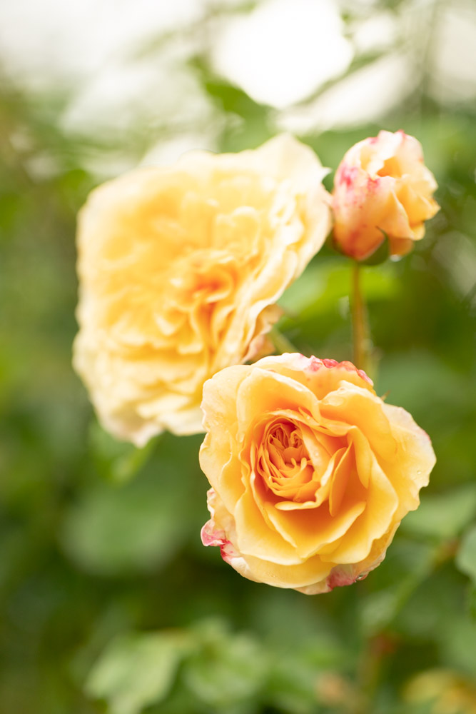 © Sibylle Pietrek 2019_Giardino-Ninfa-Italien_190527_1335