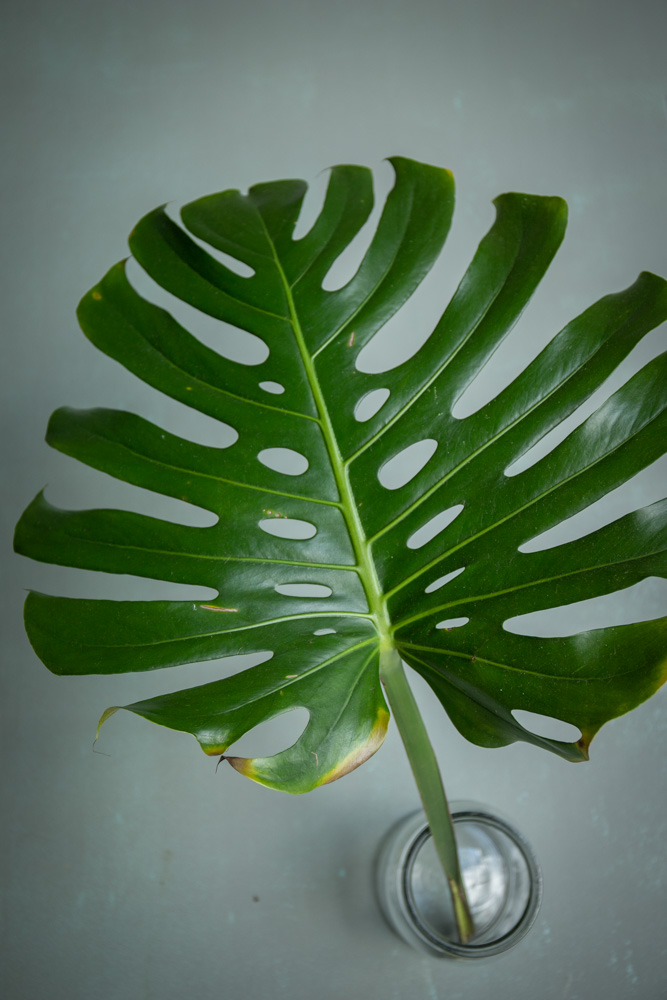 ©sibyllepietrek_photographin-monstera-blatt