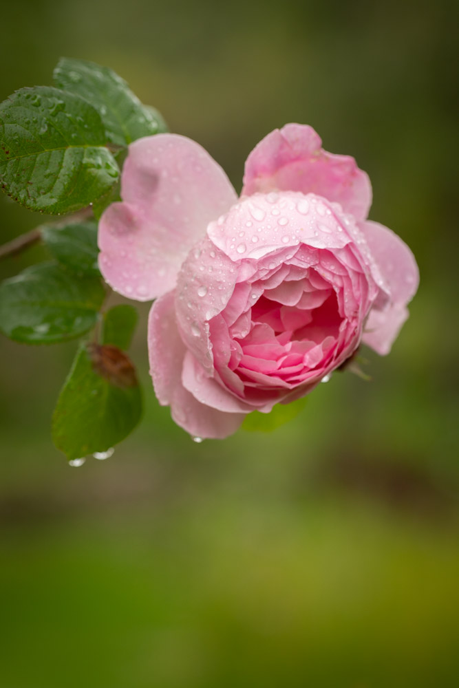 © Sibylle Pietrek 2019_Giardino-Ninfa-Italien_190527_1333