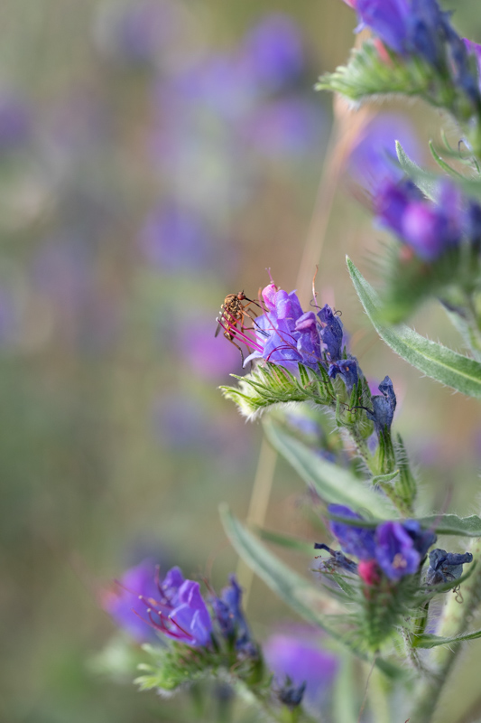 ©sibyllepietrek-photographin-natternkopf