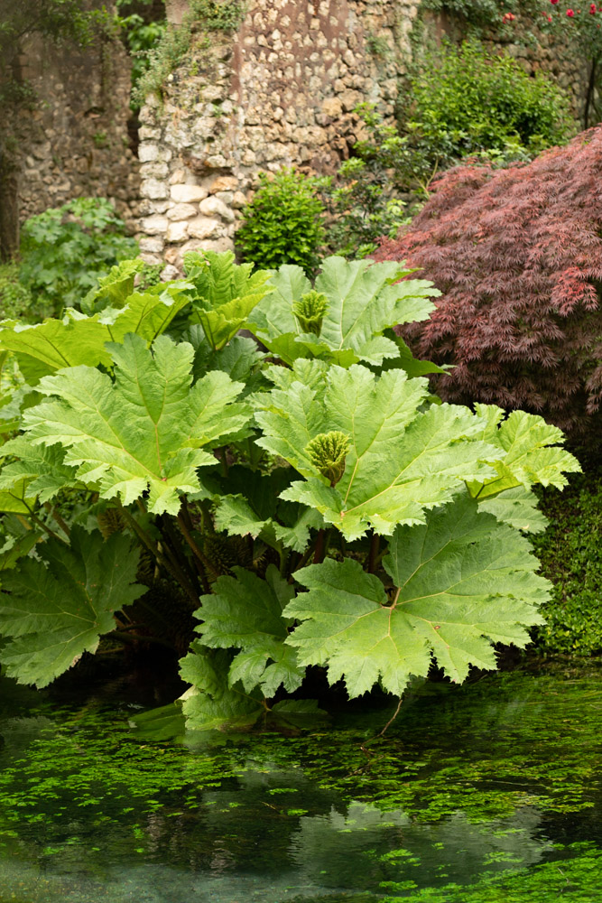 © Sibylle Pietrek 2019_Giardino-Ninfa-Italien_Gunnera-190527_1292
