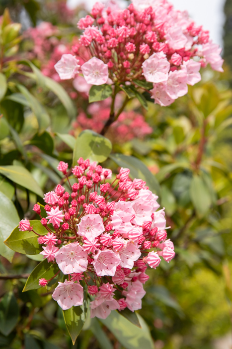 © Sibylle Pietrek 2019_Isola-Bella_Lago-Maggiore_Italien-kalmia-latifolia