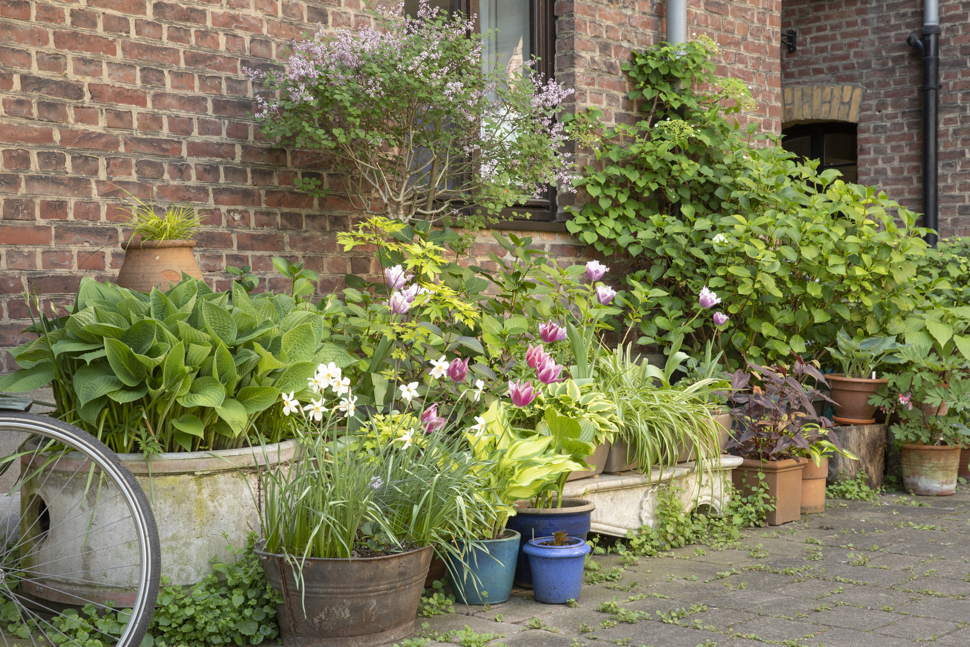 "Blumenpracht in Töpfen", holt alles aus dem Keller und pflanzt!