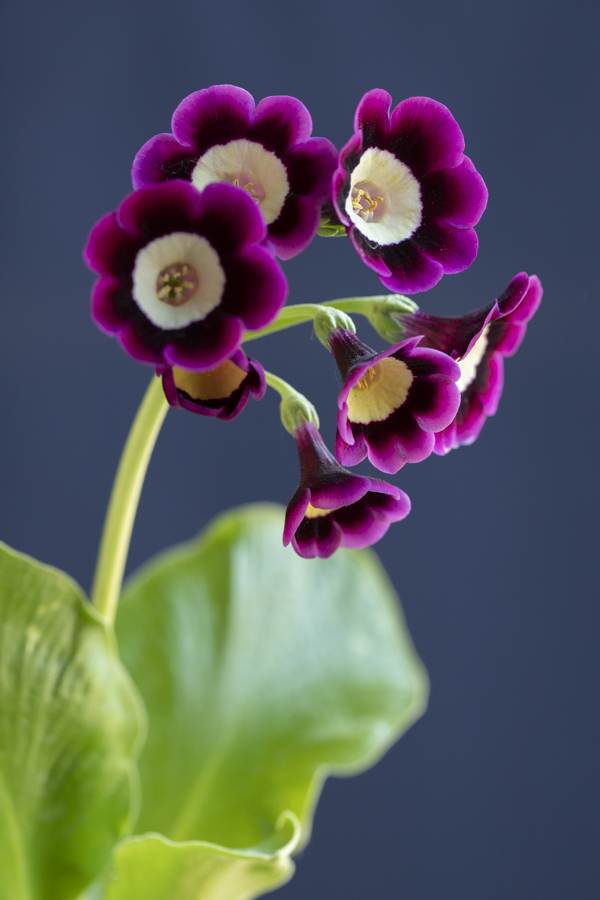 Primula auricula 'Pavarotti'@sibylle_pietrek_photographin