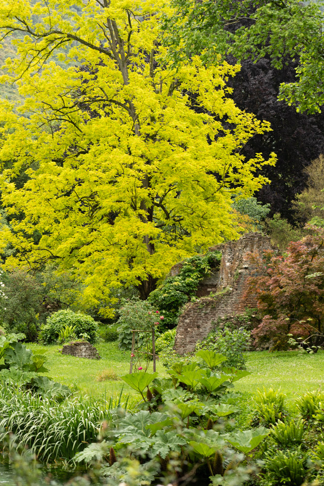 © Sibylle Pietrek 2019_Giardino-Ninfa-Italien_Gleditschie_190527_1294