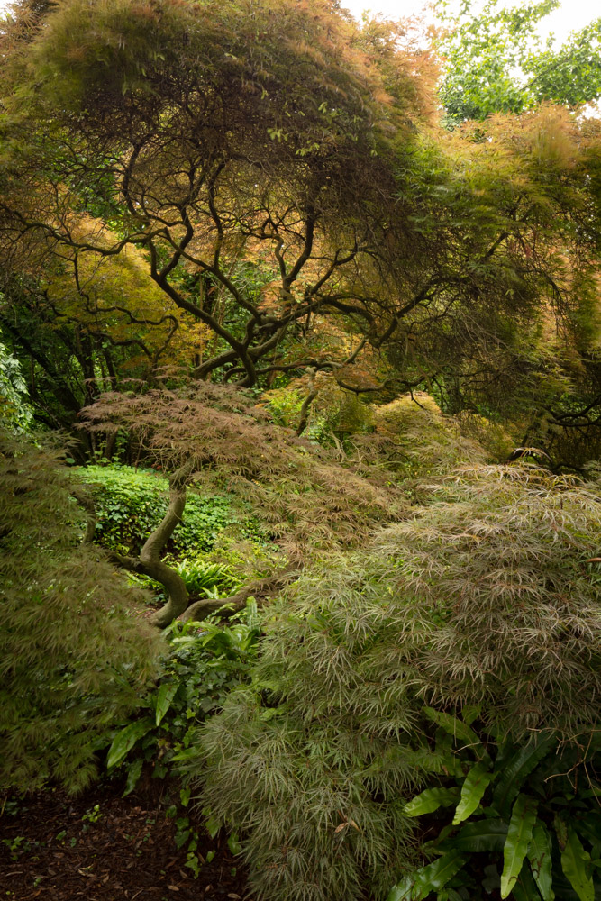 © Marcus Pietrek 2019_Giardino-Ninfa-Italien_Acer-190528_5731