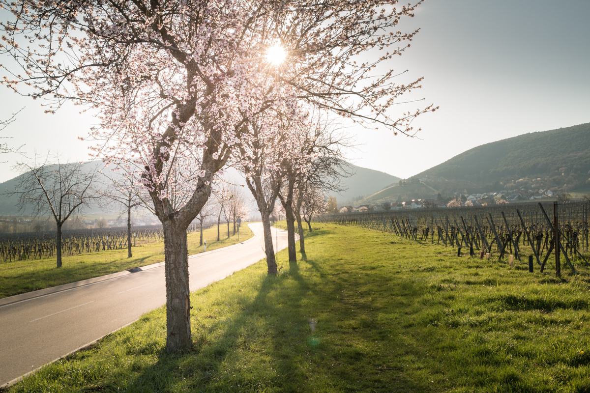 Mandelblüte in der Pfalz