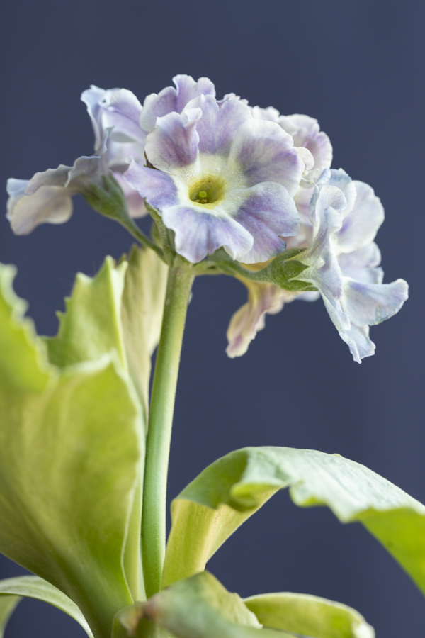 Primula auricula 'Grey Cloud', @sibylle_pietrek_photographin