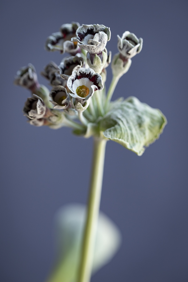  Primula auricula 'Greylag', @sibyllepietrek_photographin